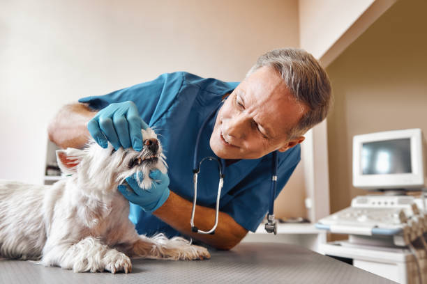 Best Same-Day Emergency Appointments in Ladd, IL